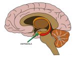 Amygdala Hijacking – and How to Prevent It