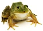 SEL Lesson – Frogs and Toads