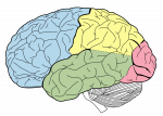 Learning About Learning and the Brain